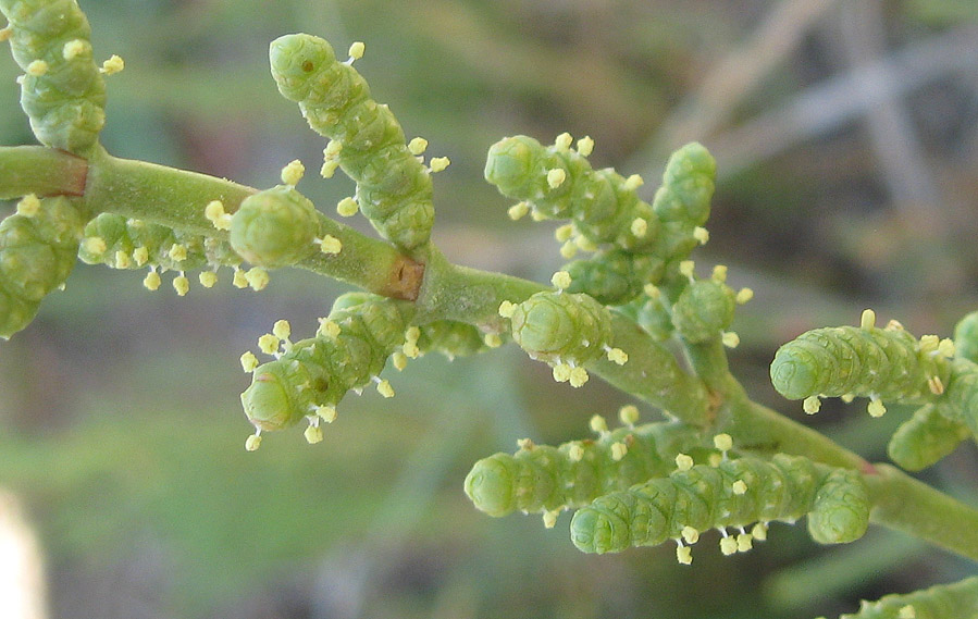 <i>Salicornia fruticosa</i> (L.) L.