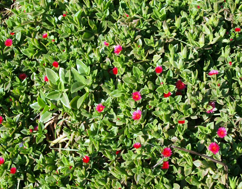 <i>Mesembryanthemum cordifolium</i> L.f.