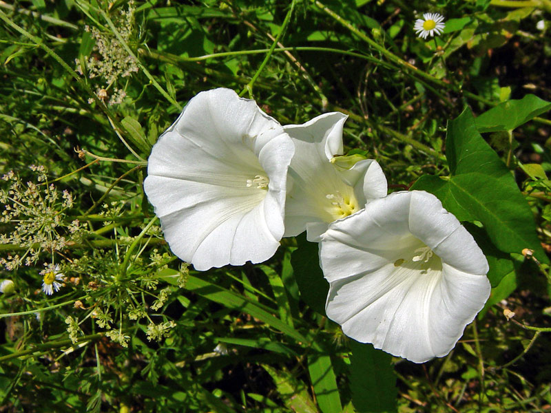 Calystegia sepium (L.) R.Br. subsp. sepium {F 6456}