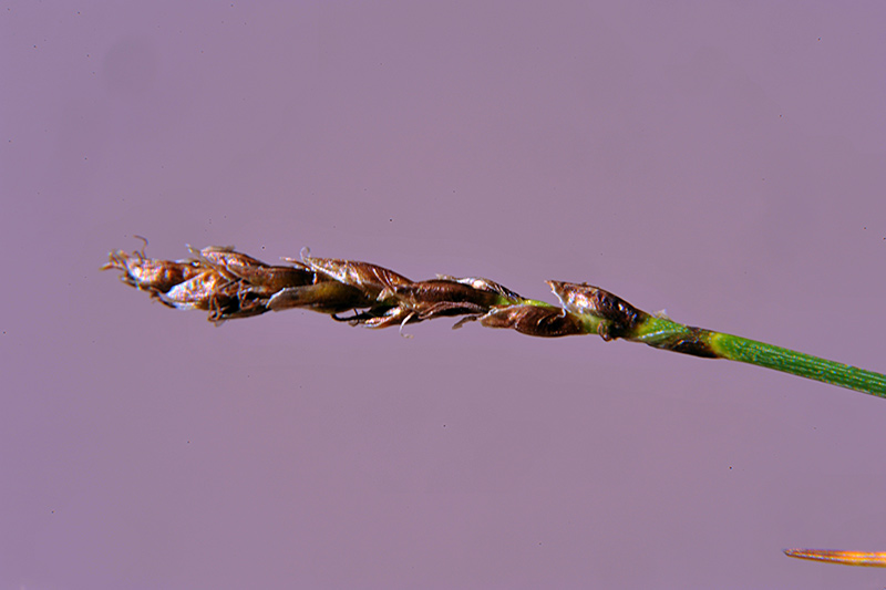 <i>Carex myosuroides</i> Vill.