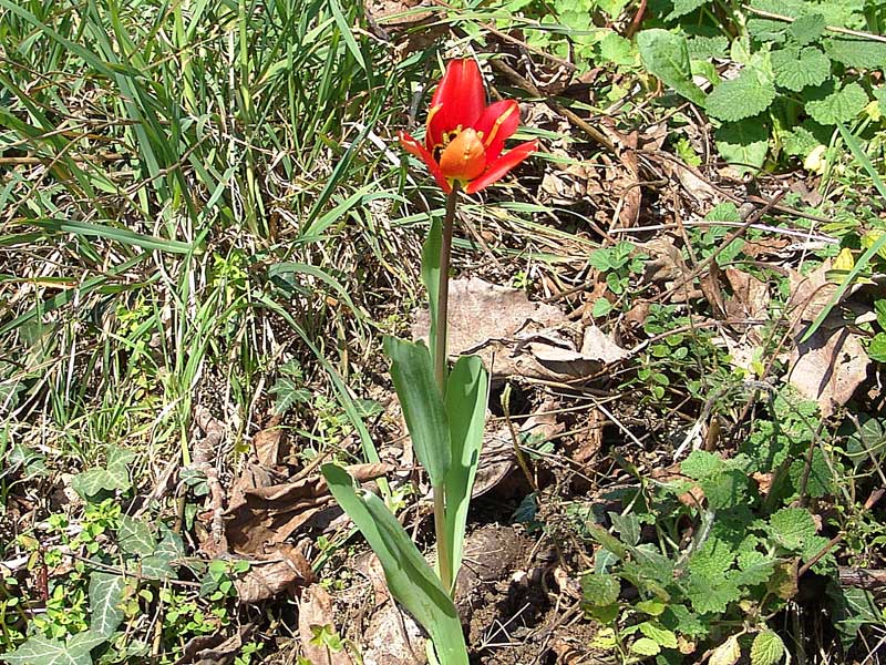 <i>Tulipa raddii</i> Reboul