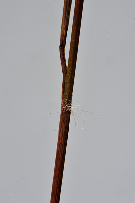 <i>Luzula sudetica</i> (Willd.) Schult.