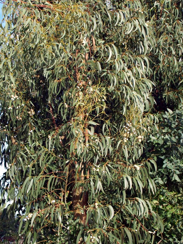 <i>Eucalyptus globulus</i> Labill.