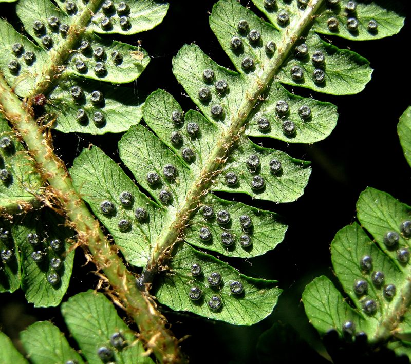 Dryopteris affinis subsp. affinis.jpg