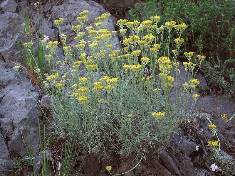 Helichrysum-italicum0049.jpg