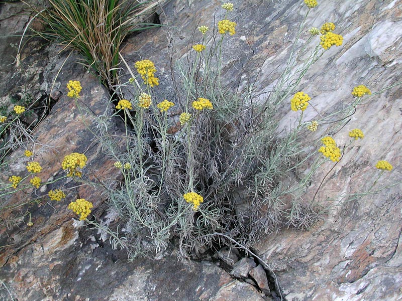 Helichrysum Italicum (Roth) G. Don