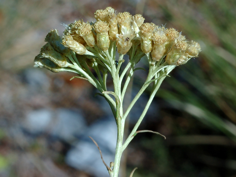 Helichrysum Italicum (Roth) G. Don