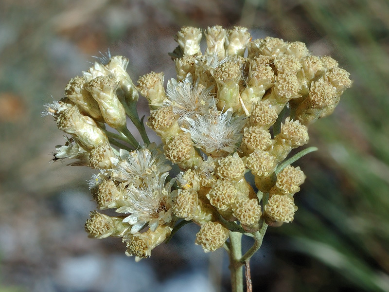 Helichrysum Italicum (Roth) G. Don {F 1156}