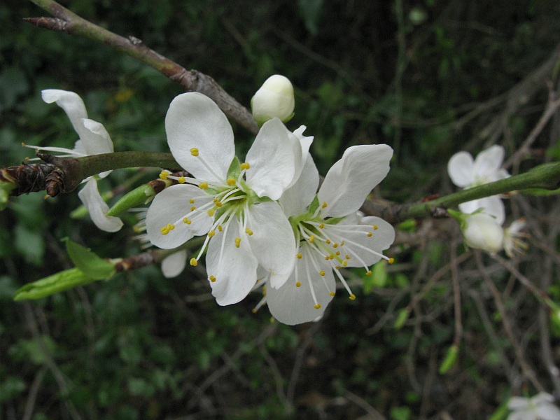 <i>Prunus cerasus</i> L.