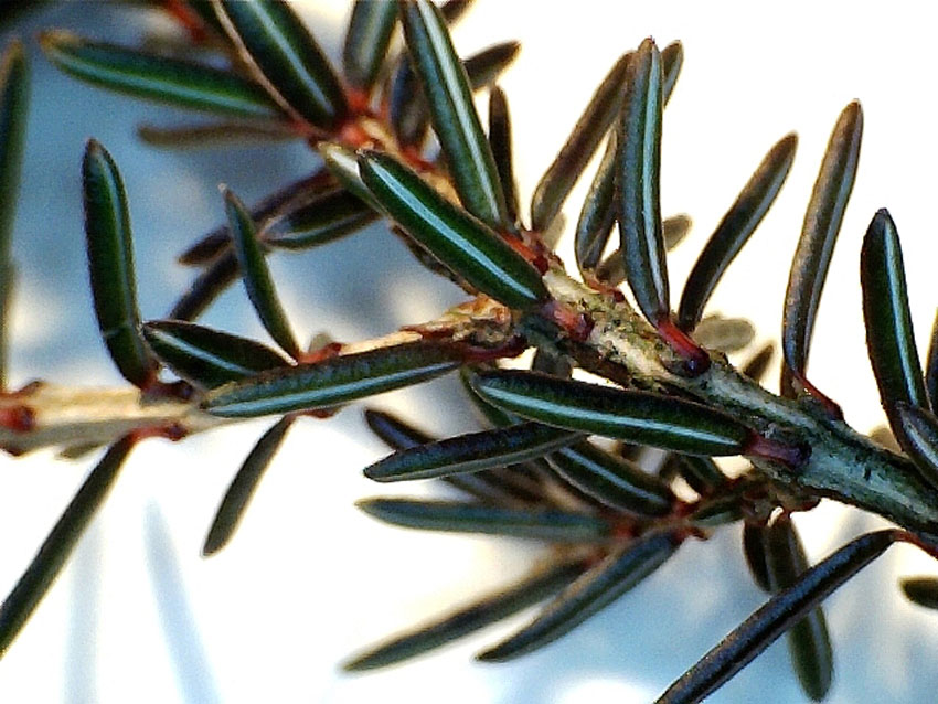 <i>Erica carnea</i> L. subsp. <i>carnea</i>