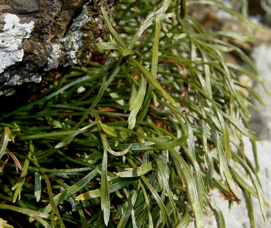 Asplenium septentrionale (L.) Hoffm. subsp. septentrionale 1.jpg