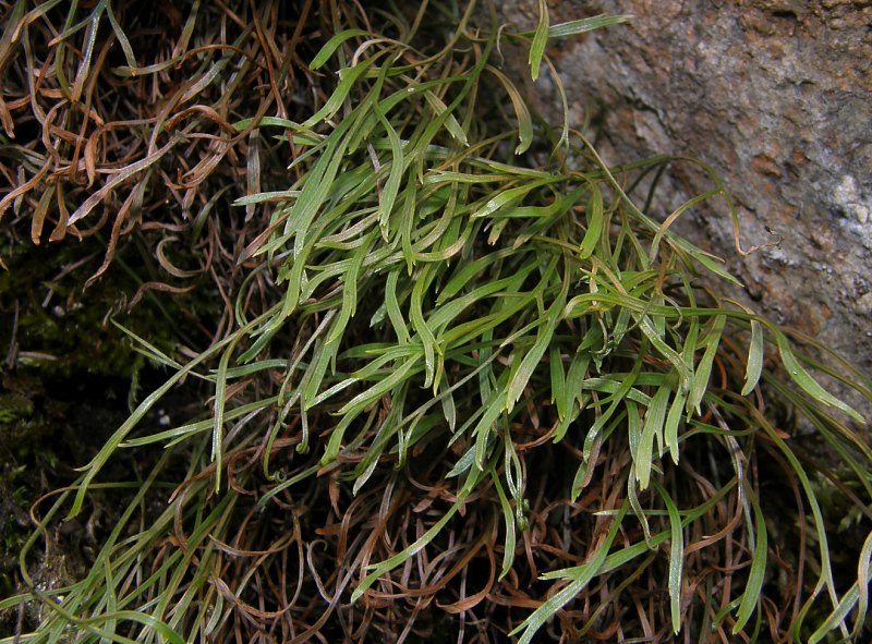 Asplenium septentrionale (L.) Hoffm. subsp. septentrionale 2.jpg