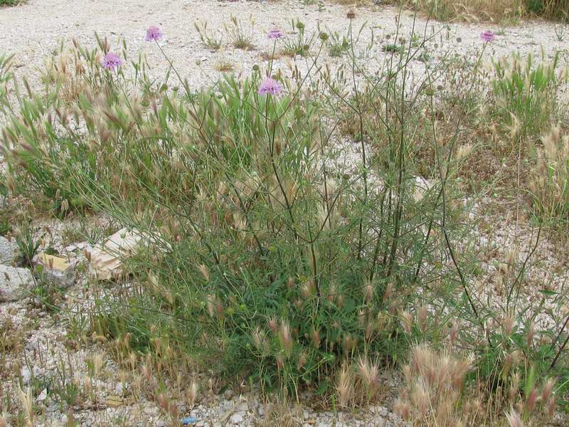 Sixalix atropurpurea (L.) Greuter &amp; Burdet subsp. grandiflora (Scop.) Soldano &amp; F. Conti <br />Foto FRanco Rossi