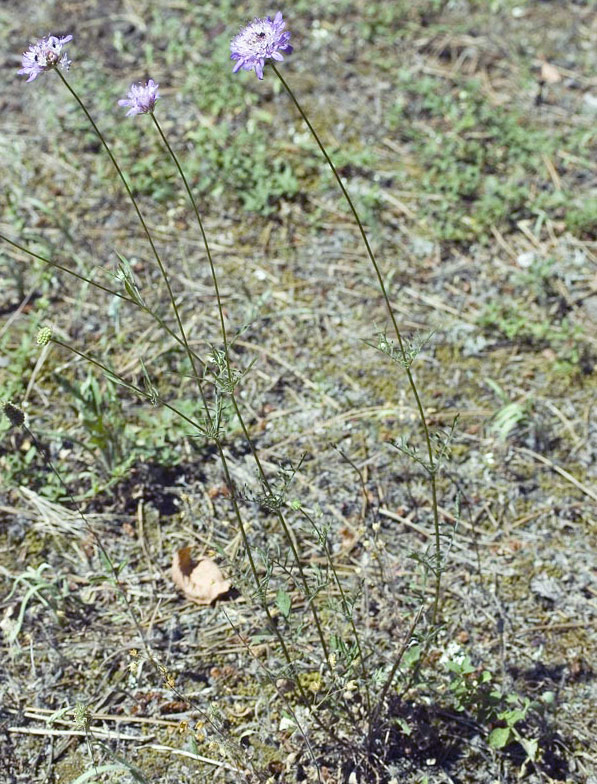 Sixalix-atropurpurea-ssp-maritima_16.jpg