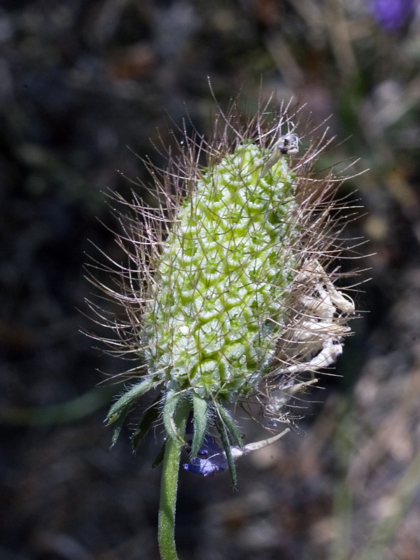 Sixalix atropurpurea ssp maritima_7247 (14).jpg