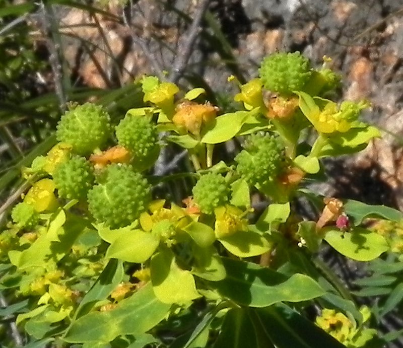 <i>Euphorbia bivonae</i> Steud. subsp. <i>bivonae</i>