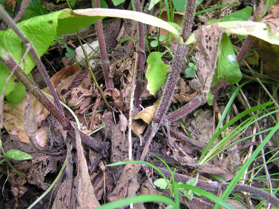 <i>Knautia maxima</i> (Opiz) J.Ortmann subsp. <i>maxima</i>