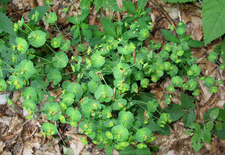 <i>Euphorbia amygdaloides</i> L.
