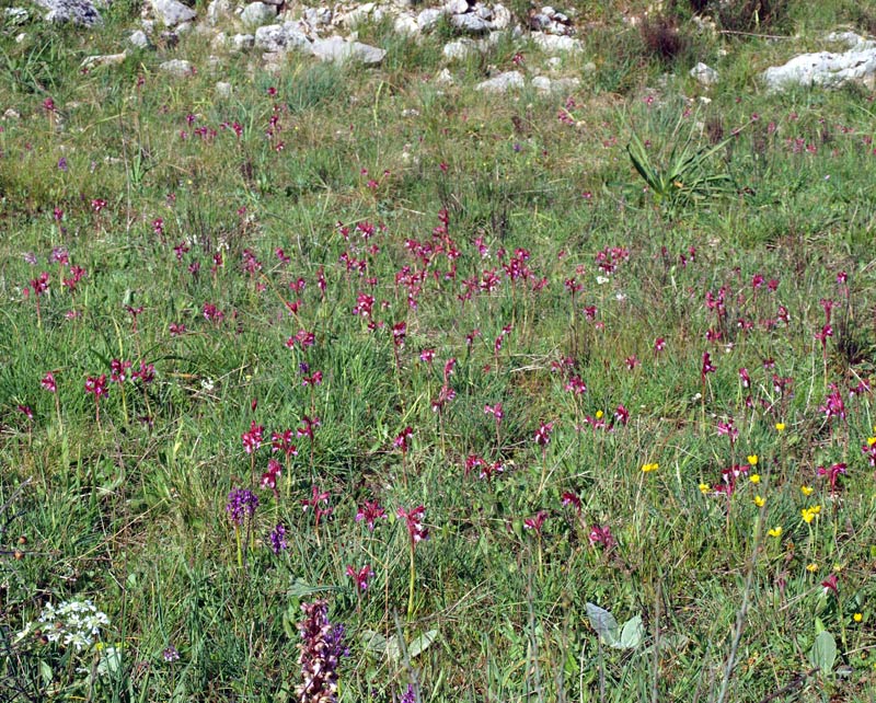 17-orchis-habitat979r.jpg