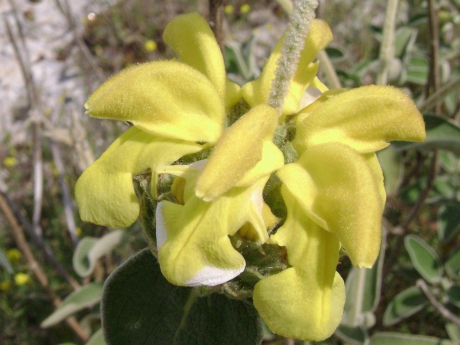 <i>Phlomis fruticosa</i> L.