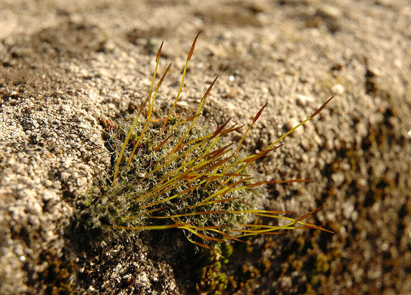 Pottiaceae: Tortula muralis Hedw. (Bryophyta)