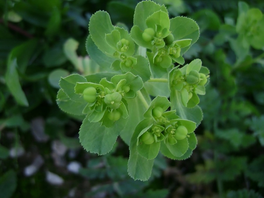 <i>Euphorbia helioscopia</i> L. subsp. <i>helioscopia</i>
