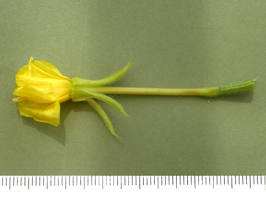 <i>Oenothera fallacoides</i> Soldano & Rostański