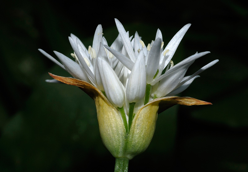 Allium_ursinum.jpg