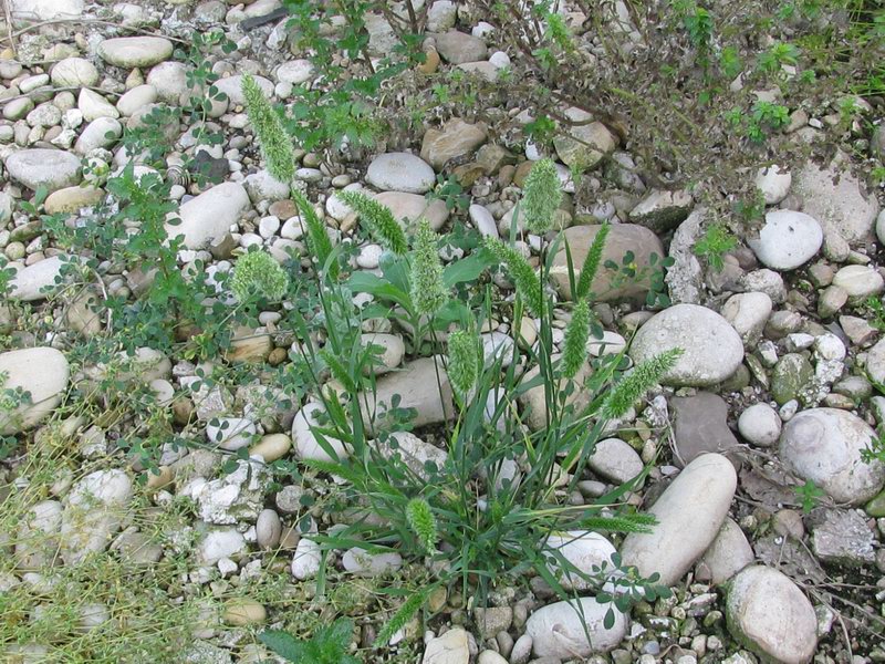 <i>Rostraria cristata</i> (L.) Tzvelev