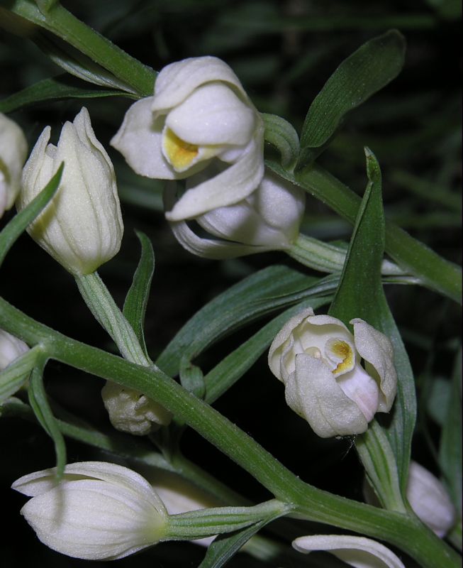 <i>Cephalanthera damasonium</i> (Mill.) Druce