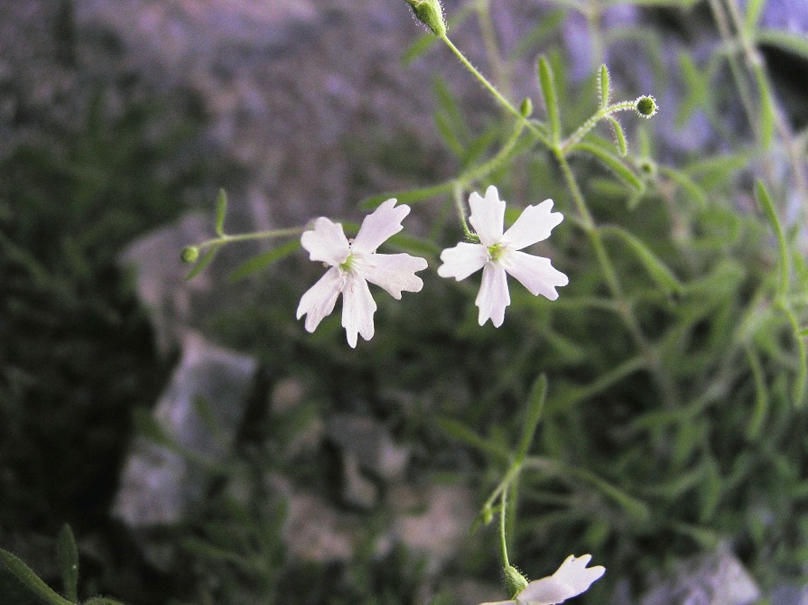 <i>Heliosperma pusillum</i> (Waldst. & Kit.) Rchb. subsp. <i>pusillum</i>
