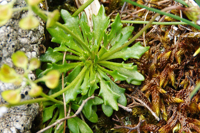 <i>Teesdalia coronopifolia</i> (J.P.Bergeret) Thell.