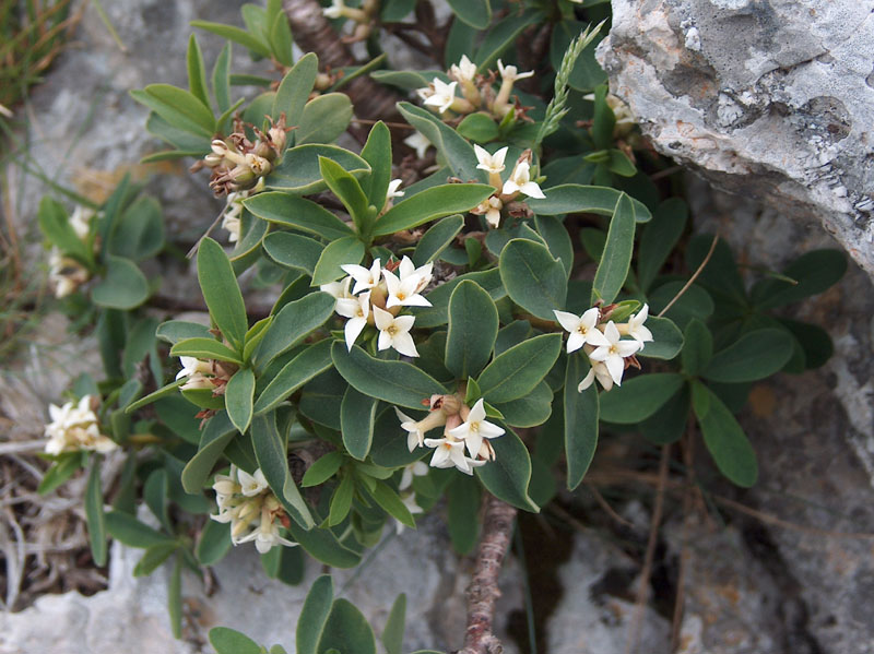 <i>Daphne alpina</i> L. subsp. <i>alpina</i>