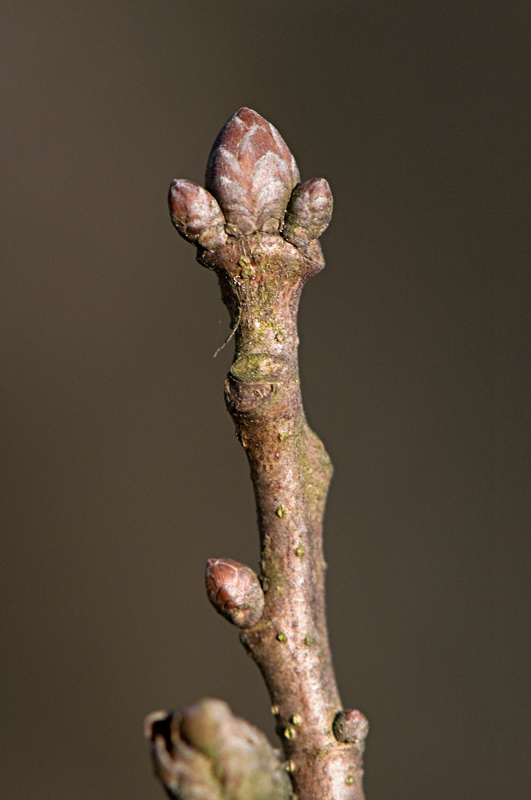 <i>Quercus robur</i> L. subsp. <i>robur</i>