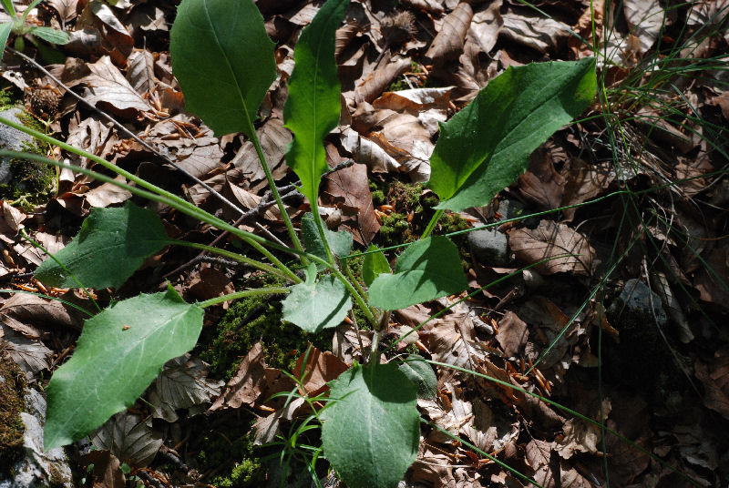 <i>Hieracium pallescens</i> Waldst. & Kit. subsp. <i>ciliatifolium</i> (Zahn) Gottschl.