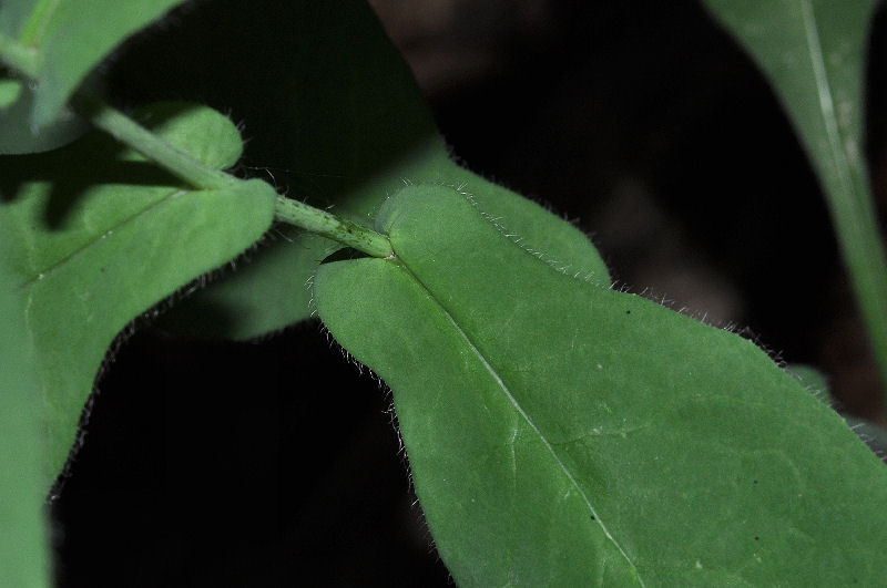 <i>Hieracium prenanthoides</i> Vill.