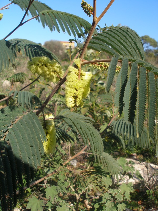 <i>Paraserianthes lophantha</i> (Willd.) I.C.Nielsen subsp. <i>lophantha</i>
