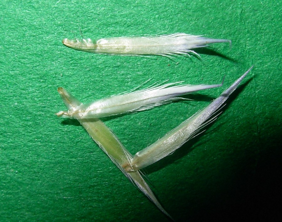 <i>Echinops ritro</i> L.