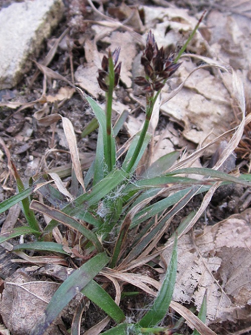 <i>Luzula pilosa</i> (L.) Willd.
