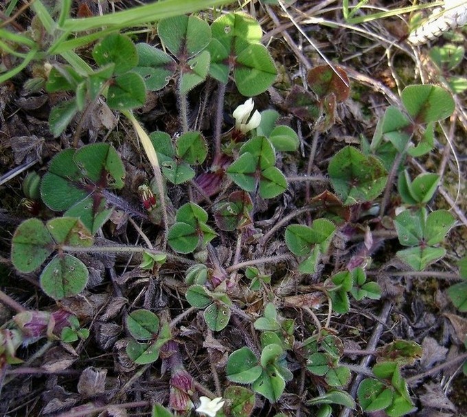 <i>Trifolium subterraneum</i> L.