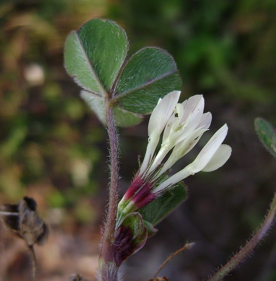 <i>Trifolium subterraneum</i> L.