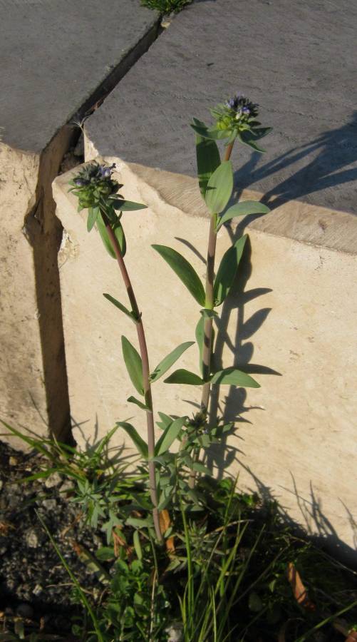 <i>Linaria micrantha</i> (Cav.) Hoffmanns. & Link