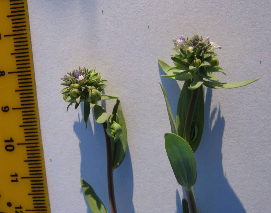 <i>Linaria micrantha</i> (Cav.) Hoffmanns. & Link