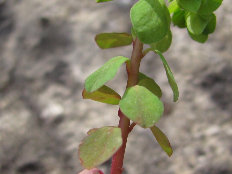<i>Euphorbia peplus</i> L.