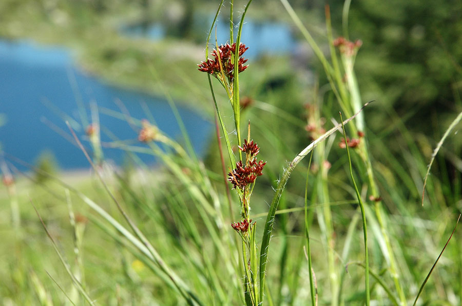 <i>Luzula sylvatica</i> (Huds.) Gaudin subsp. <i>sieberi</i> (Tausch) K.Richt.