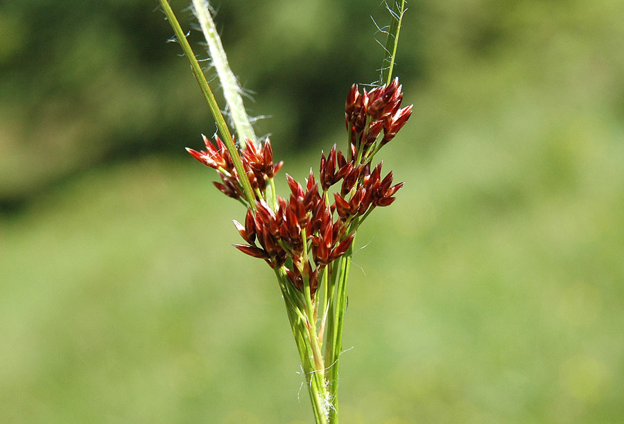 <i>Luzula sylvatica</i> (Huds.) Gaudin subsp. <i>sieberi</i> (Tausch) K.Richt.