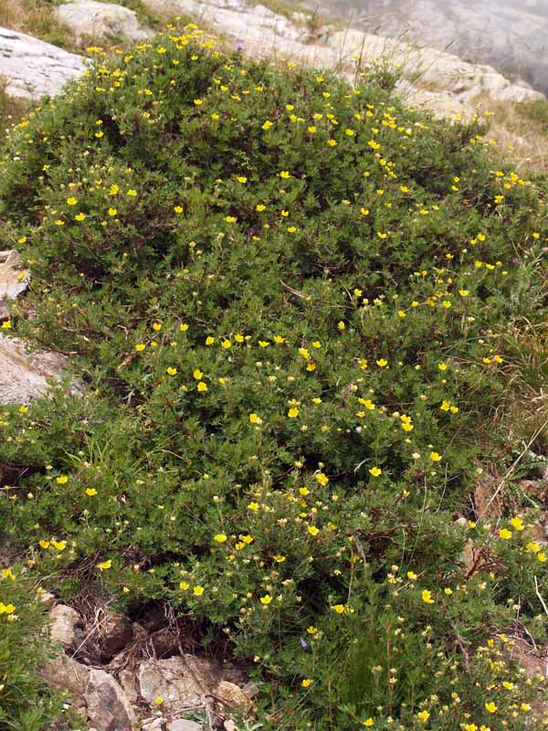 <i>Dasiphora fruticosa</i> (L.) Rydb.