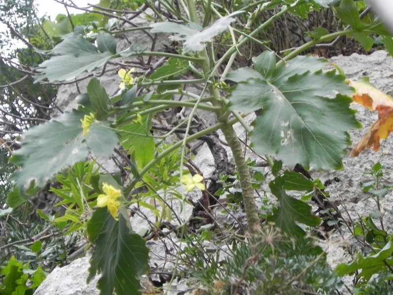 <i>Brassica rupestris</i> Raf. subsp. <i>rupestris</i>