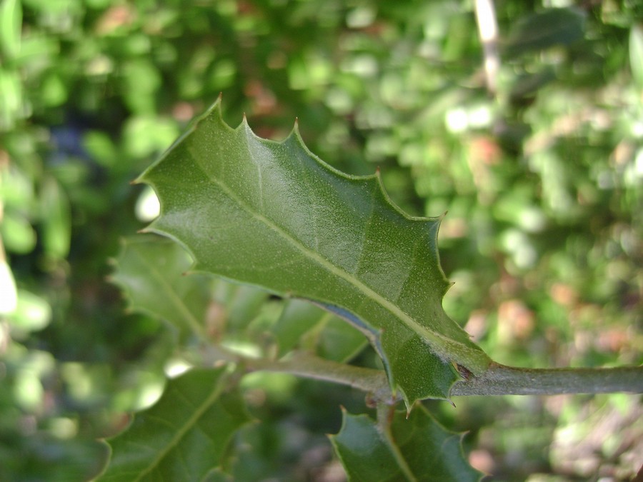 <i>Quercus coccifera</i> L.