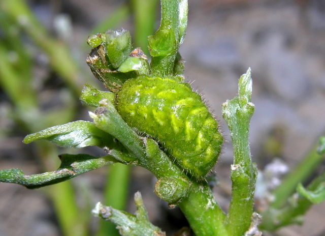  Callophrys rubi (Linnaeus 1758)